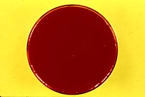 Andres Serrano. Circle of Blood