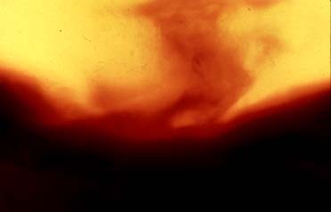 Andres Serrano. Piss & Blood XIII
